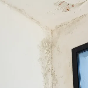 moisissure murs de maison - LRG Expert batiment Bordeaux Libourne